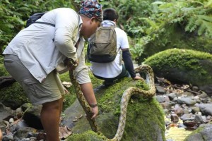 DENR releases 16 rescued wildlife in Negros Occidental